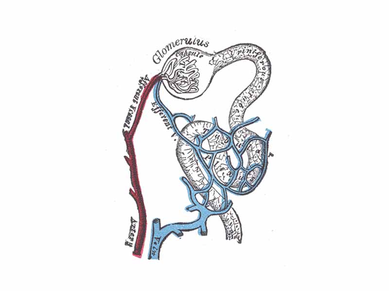 Distribution of bloodvessels in cortex of kidney.