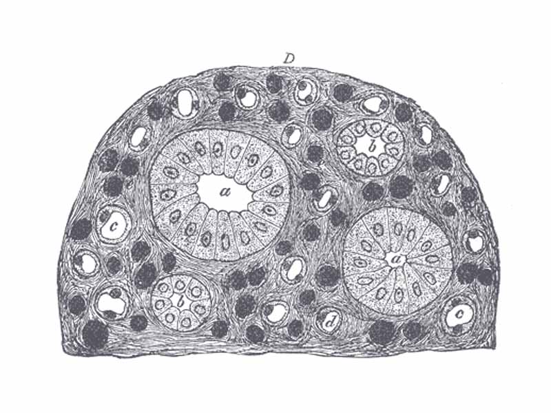 Transverse section of pyramidal substance of kidney of pig, the blood vessels of which are injected.