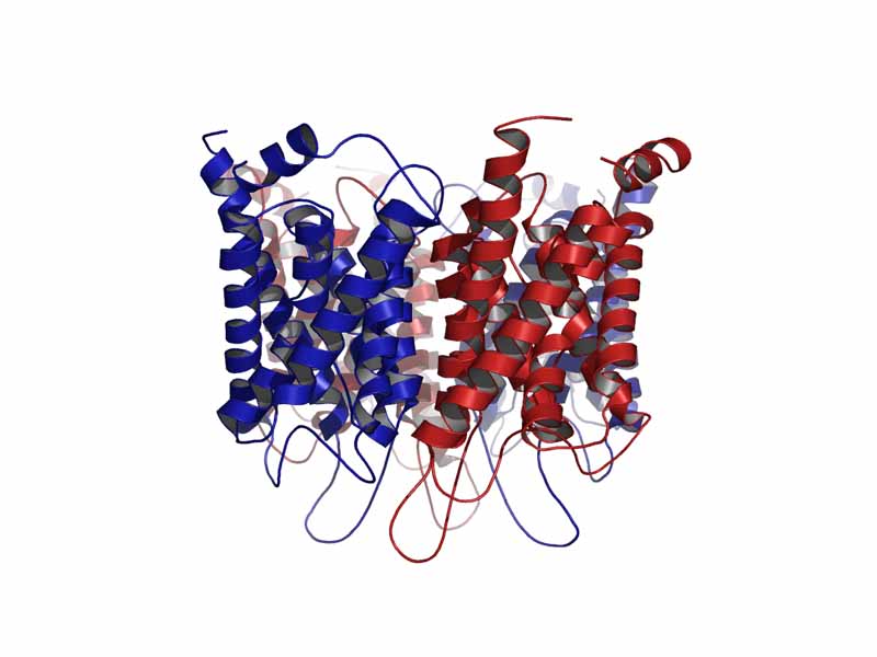 Sideview of Aquaporin 1 (AQP1) Channel