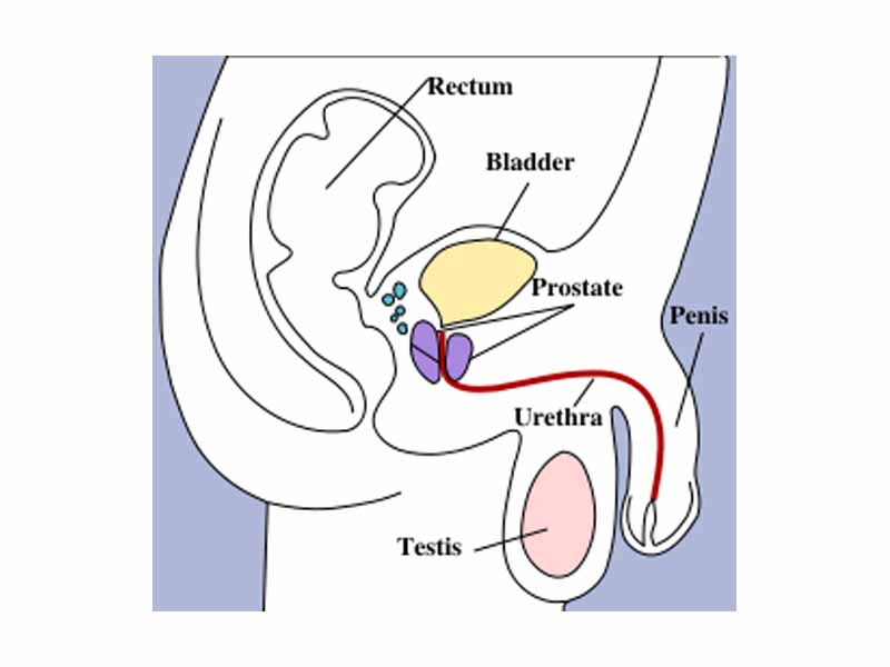 Penis, testis, urethra, prostate, bladder, rectum 