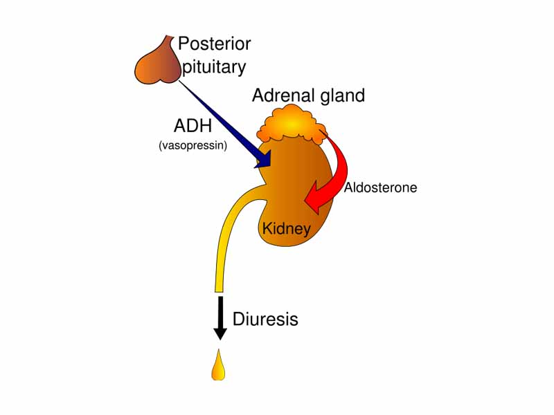 Diuresis regulation by ADH and aldosterone