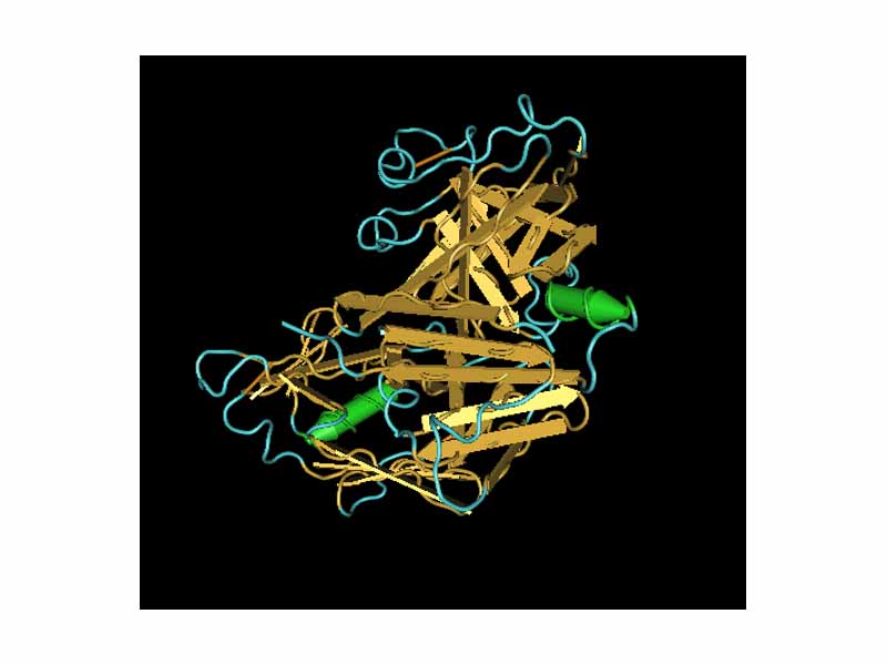 Molecular structure of renin