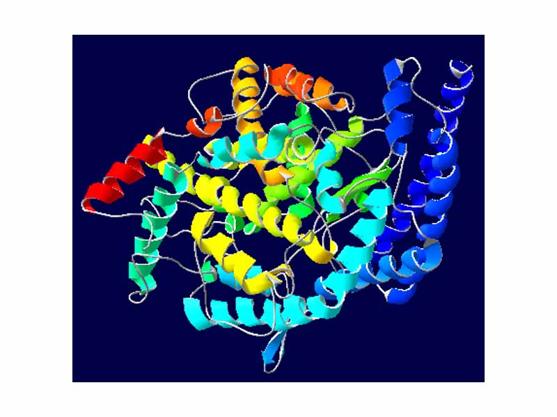 Angiotensin-converting enzyme