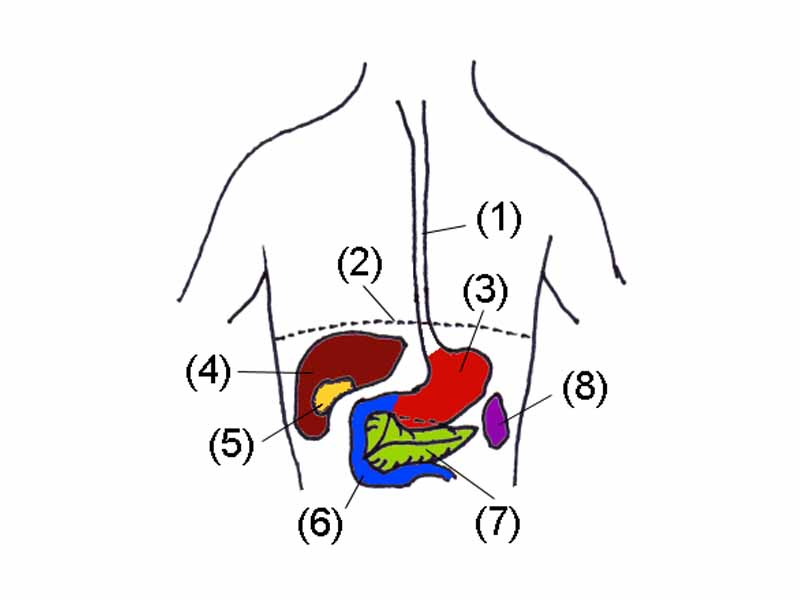 1. Esophagus  -     2. Thoracic diaphragm  -     3. Stomach  -     4. Liver  -     5. Gallbladder  -     6. Duodenum  -     7. Pancreas  -     8. Spleen