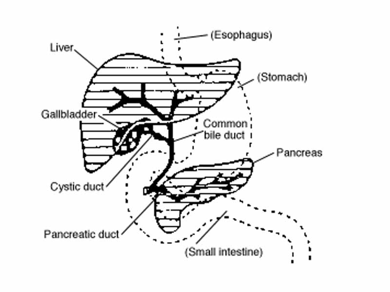 Digestive system diagram showing bile duct location.