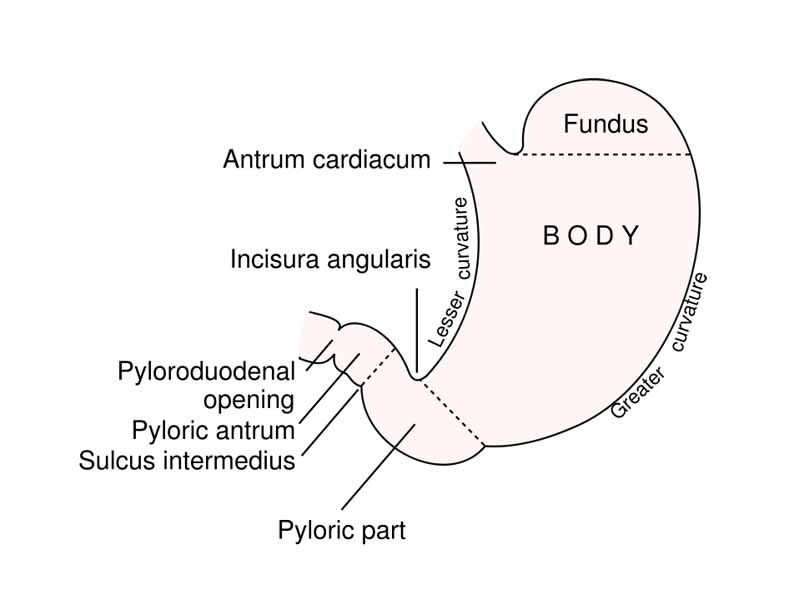 Outline of stomach, showing its anatomical landmarks.