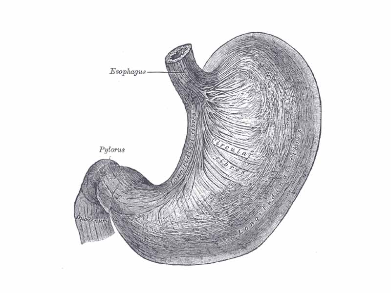 The longitudinal and circular muscular fibers of the stomach, viewed from above and in front.