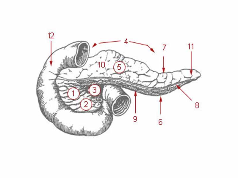 1: Head of pancreas  -  2: Uncinate process of pancreas  -  3: Pancreatic notch  -  4: Body of pancreas  -  5: Anterior surface of pancreas  -  6: Inferior surface of pancreas  -  7: Superior margin of pancreas  -  8: Anterior margin of pancreas  -  9: Inferior margin of pancreas  -  10: Omental tuber  -  11: Tail of pancreas  -  12: Duodenum