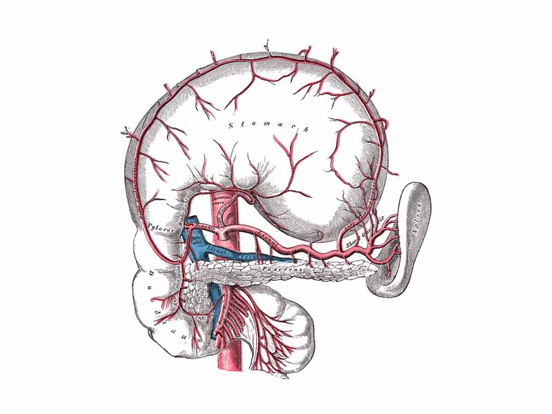 The celiac artery and its branches; the stomach has been raised and the peritoneum removed.