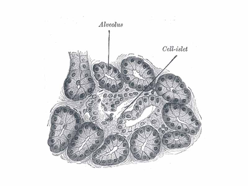 Section of pancreas of dog. X 250. (Alveolus labeled at center top.)