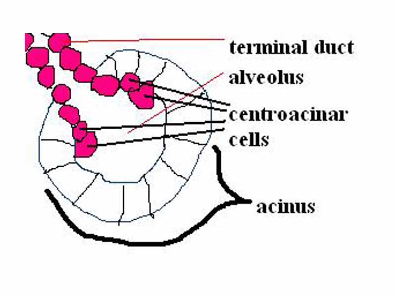 Centroacinar cells of the exocrine pancreas