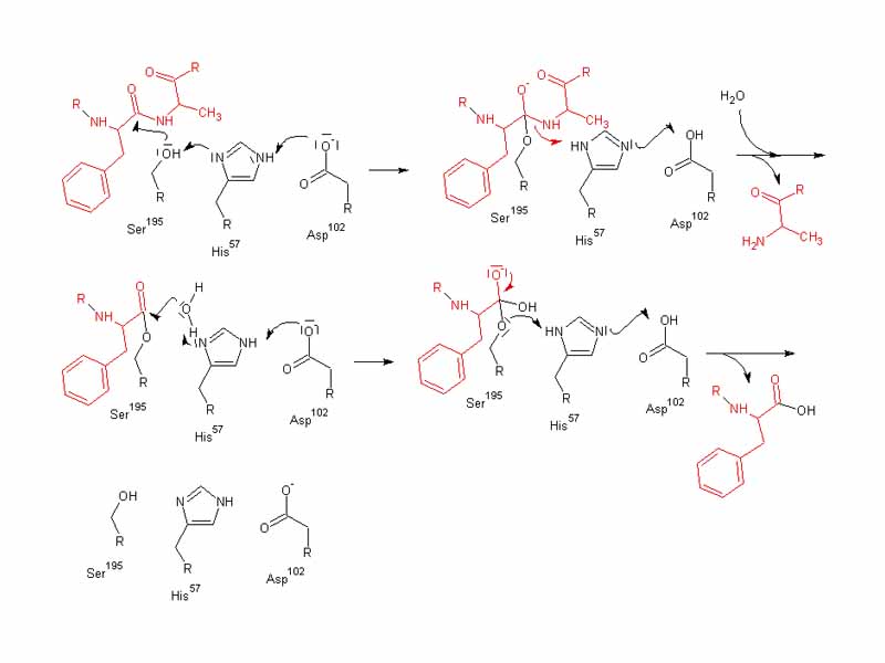 Mechanism of peptide bond cleavage in ?-chymotrypsin