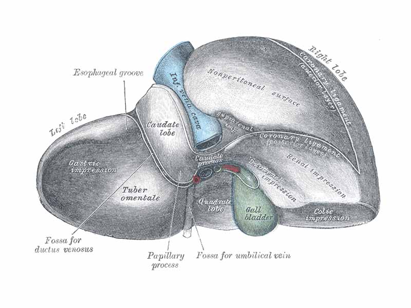 Liver - rear view