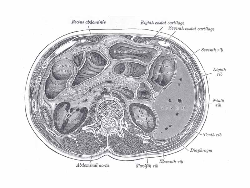 Transverse section through the middle of the first lumbar vertebra, showing the relations of the pancreas.