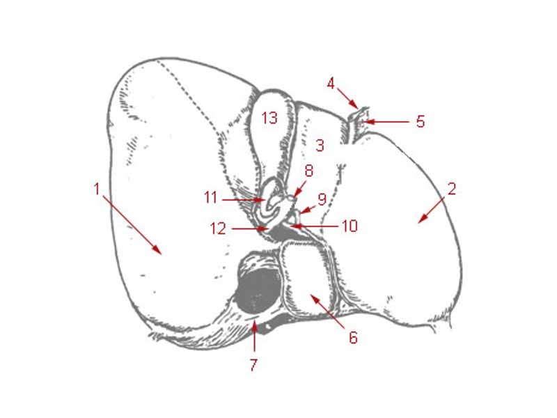 1: Right lobe of liver  -  2: Left lobe of liver  -  3: Quadrate lobe of liver  -  4: Round ligament of liver  -  5: Falciform ligament  -  6: Caudate lobe of liver  -  7: Inferior vena cava  -  8: Common bile duct  -  9: Hepatic artery  -  10: Portal vein  -  11: Cystic duct  -  12: Common hepatic duct  -  13: Gallbladder
