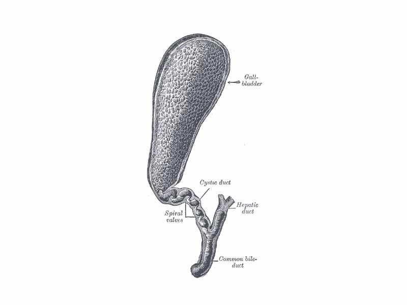 The gall-bladder and bile ducts laid open.
