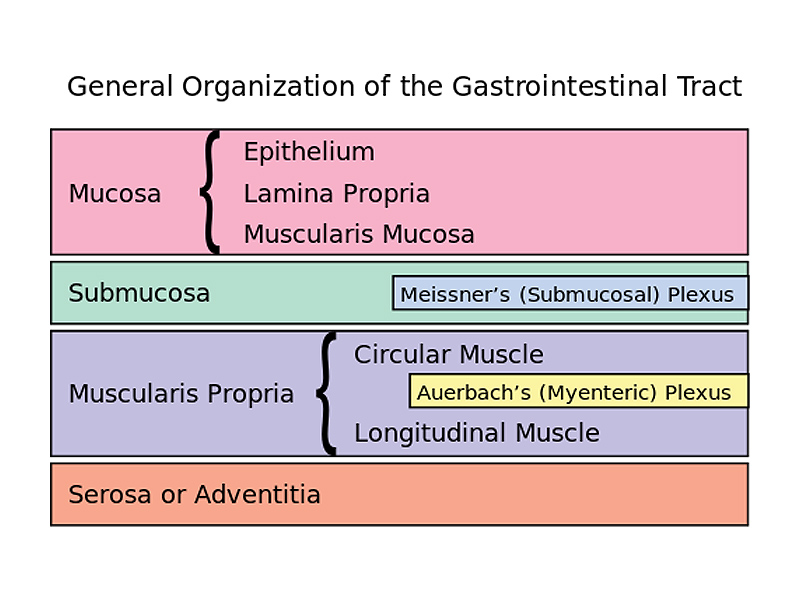 The enteric nervous system is embedded in the lining of the gastrointestinal system.