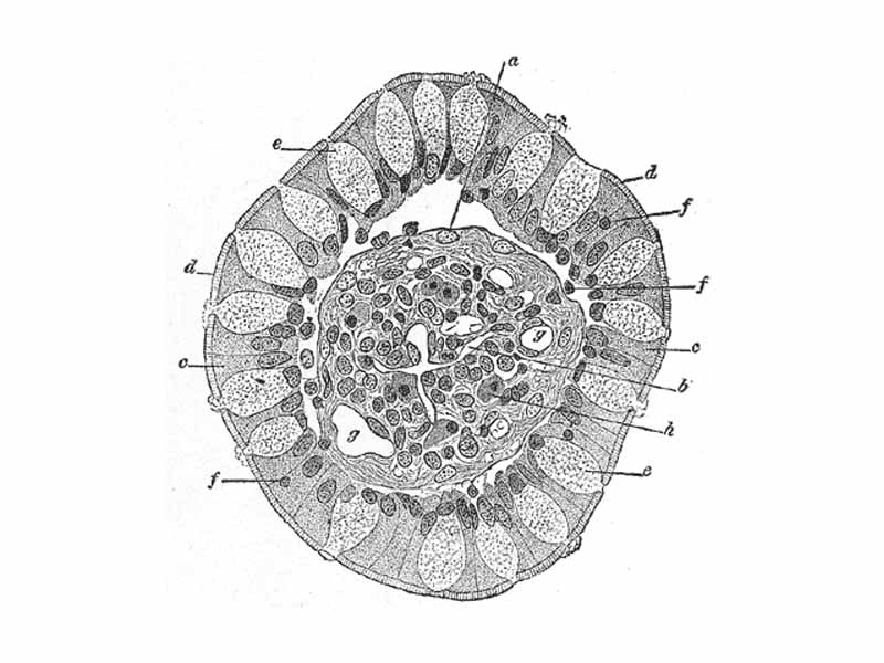 Transverse section of a villus, from the human intestine. X 350.  -  a. Basement membrane, here somewhat shrunken away from the epithelium.  -  b. Lacteal.  -  c. Columnar epithelium.  -  d. Its striated border.  -  e. Goblet cells.  -  f. Leucocytes in epithelium.  -  f’. Leucocytes below epithelium.  -  g. Bloodvessels.  -  h. Muscle cells cut across.