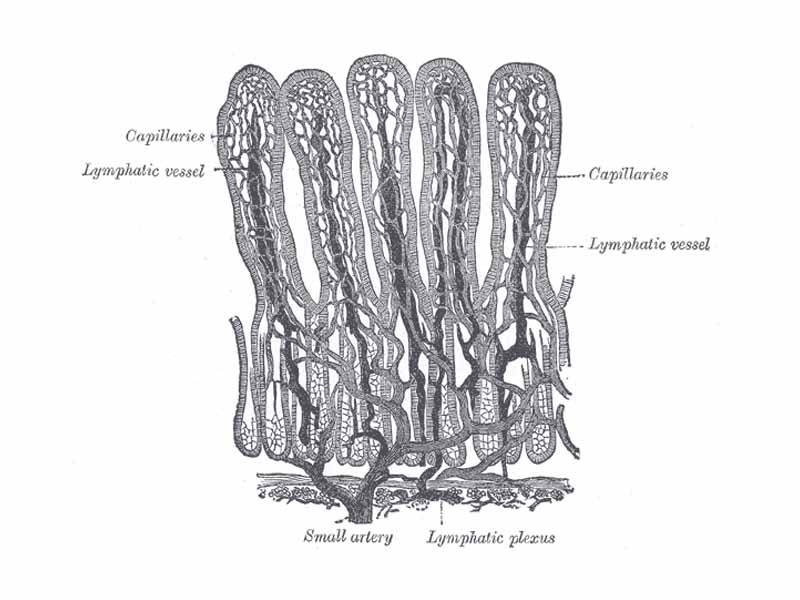 Villi of small intestine, showing bloodvessels and lymphatic vessels.