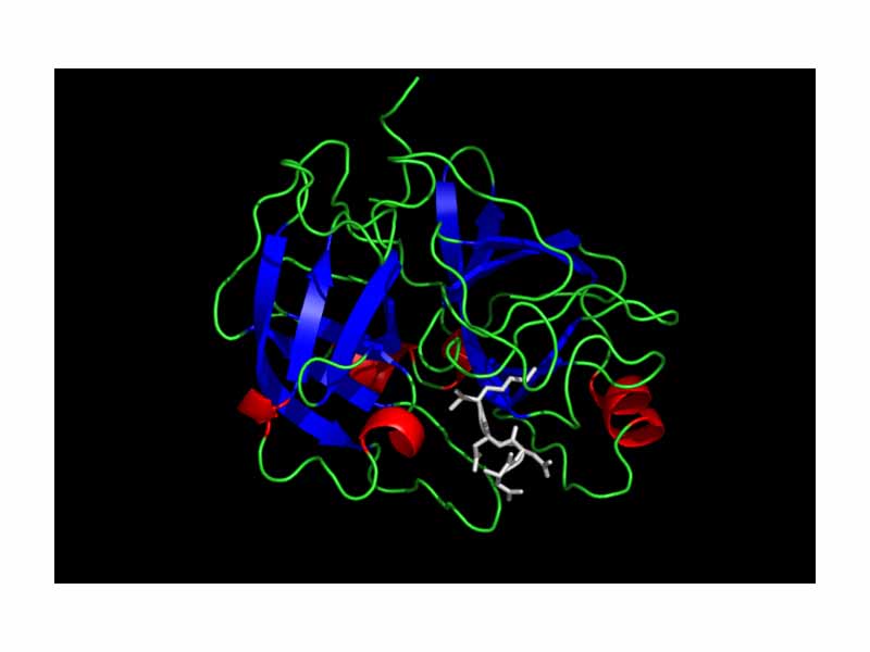 Crystal structure of Enteropeptidase with an inhibitor