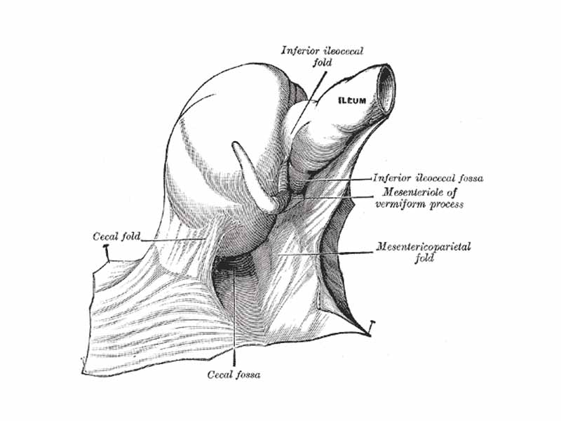 The cecal fossa. The ileum and cecum are drawn backward and upward.