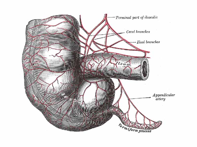 Arteries of cecum and vermiform process.