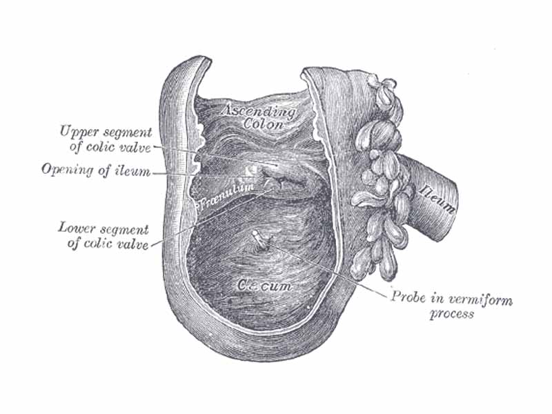 Interior of the cecum and lower end of ascending colon, showing colic valve.