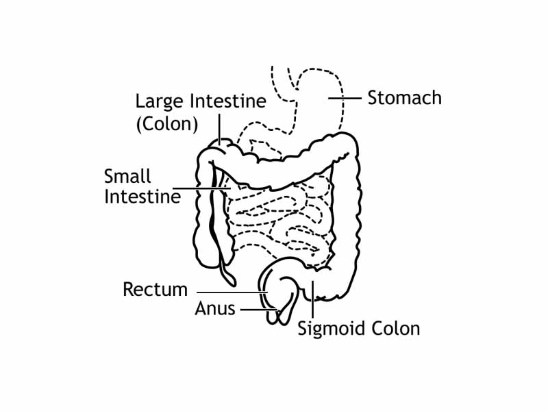 Front of abdomen, showing the large intestine, with the stomach and small intestine in dashed outline.