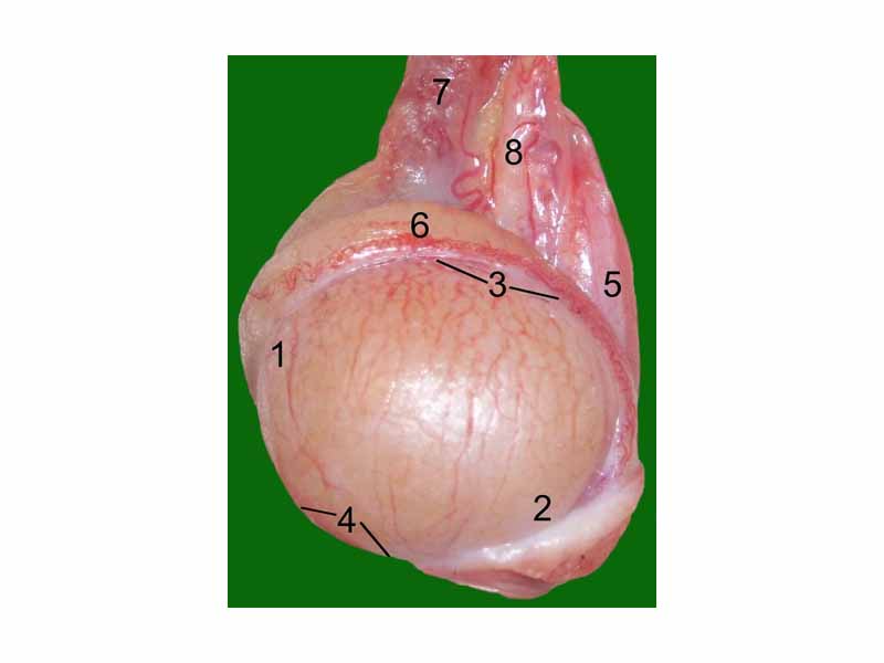 Testicle of a cat: 1 Extremitas capitata, 2 Extremitas caudata, 3 Margo epididymalis, 4 Margo liber, 5 Mesorchium, 6 Epididymis, 7 testicular artery and vene, 8 Ductus deferens