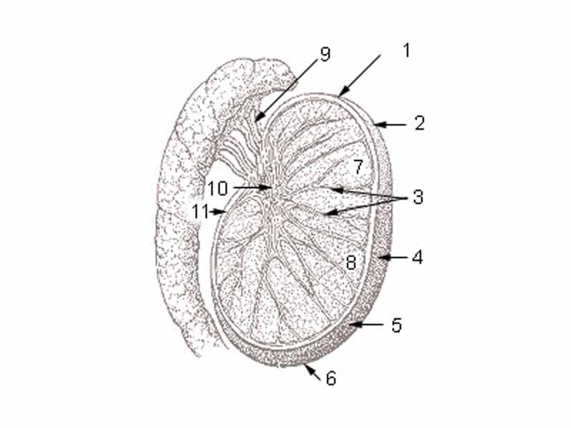 1  Head or upper pole of testis  -  2 Tunica albuginea  -  3 Testicular septa  -  4 Anterior margin (free margin)  -  5 Lateral surface  -  6 Tail or lower pole of testis  -  7 Testicular lobules  -  8 Parenchyma of testis  -  9 Efferent ductules  -  10 Mediastinum testis  -  11 Posterior margin