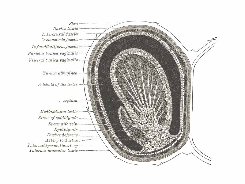 Transverse section through the left side of the scrotum and the left testis. (Semeniferous tubules visible in center, but not labeled.)