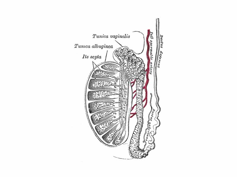 Vertical section of the testis, to show the arrangement of the ducts. (Labeled as vasa efferentia as top center.)