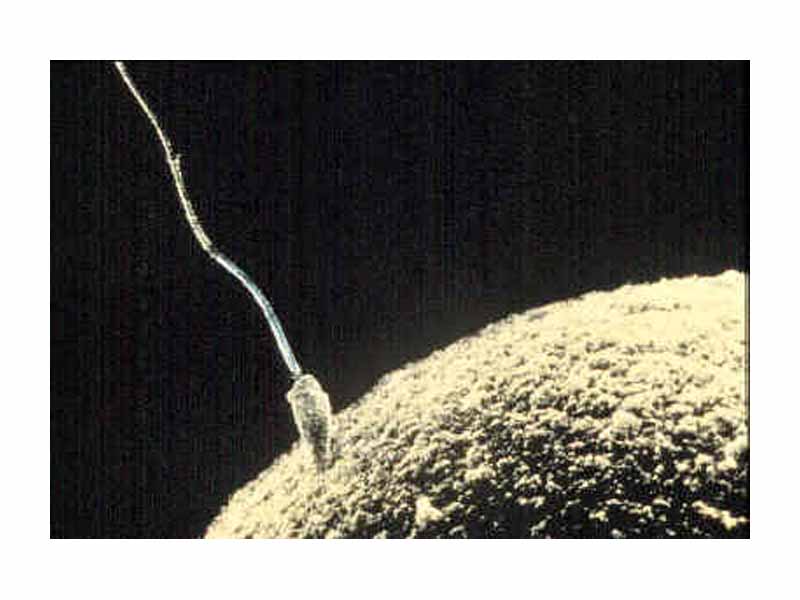 A sperm cell attempts to penetrate an ovum coat to fertilize it.