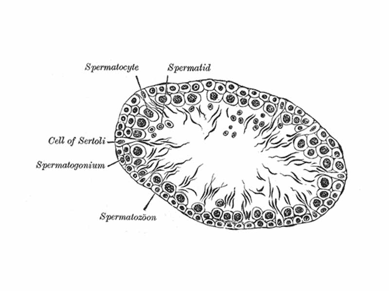 Cross section of the epithelium of a seminiferous tubule showing various stages of spermatocyte development