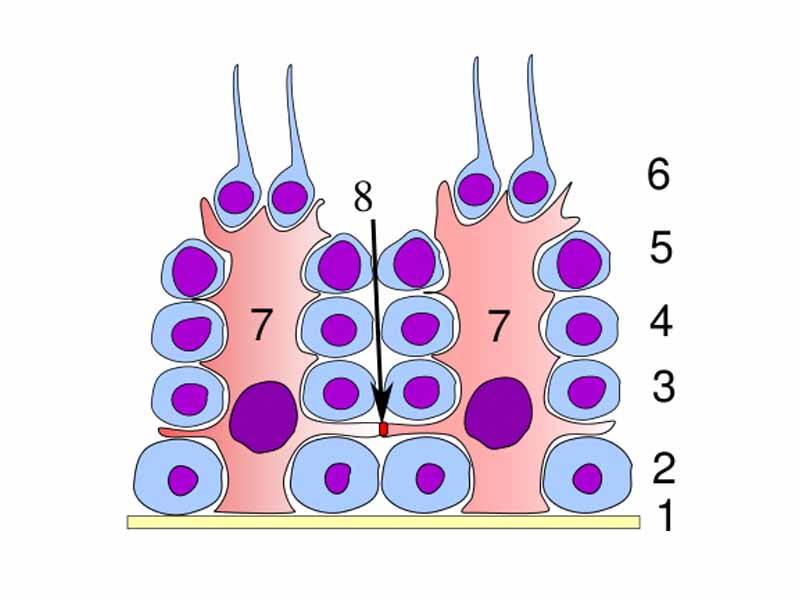 Germinal epithelium of the testicle. 1 basal lamina, 2 spermatogonia, 3 spermatocyte 1st order, 4 spermatocyte 2nd order, 5 spermatid, 6 mature spermatid, 7 Sertoli cell, 8 tight junction (blood testis barrier)