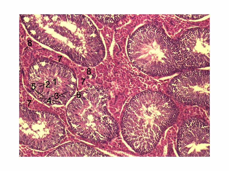 Histological section through testicular parenchyma of a boar. 1 Lumen of Tubulus seminiferus contortus, 2 spermatids, 3 spermatocytes, 4 spermatogonia, 5 Sertoli cell,