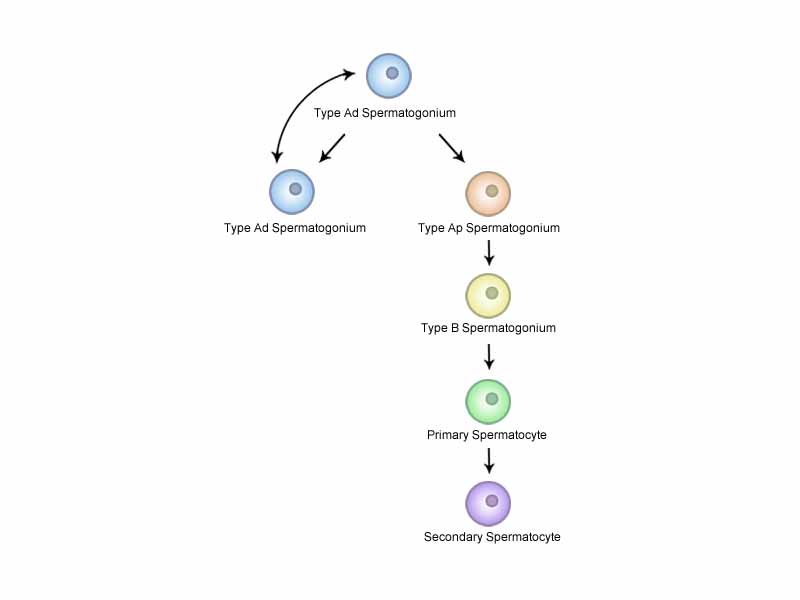 Schematic diagram of Spermatocytogenesis