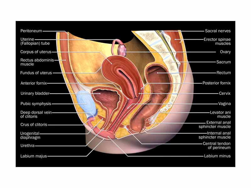 The human female's reproductive system.