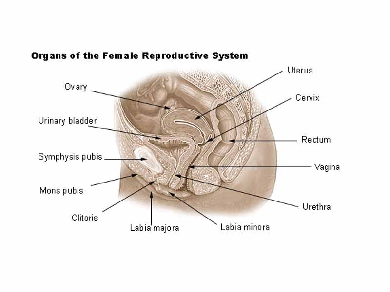 Organs of the female reproductive system.