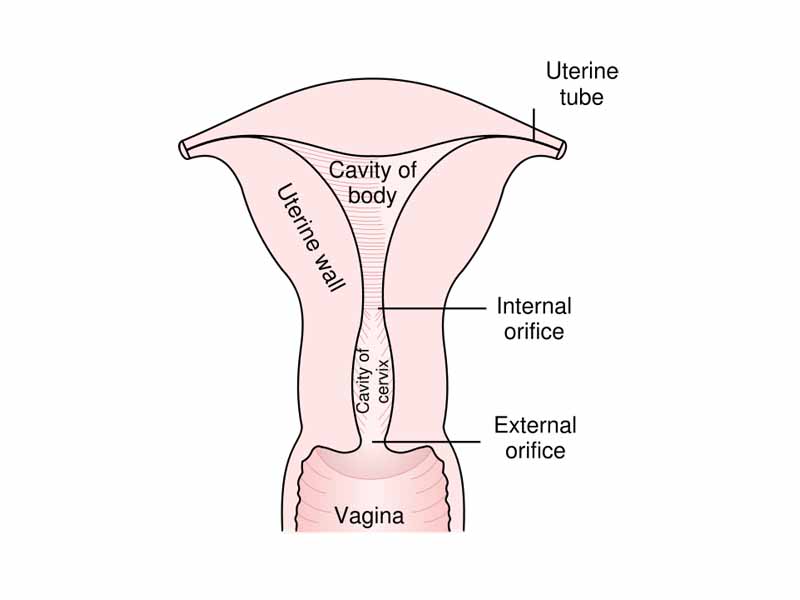 Posterior half of uterus and upper part of vagina.