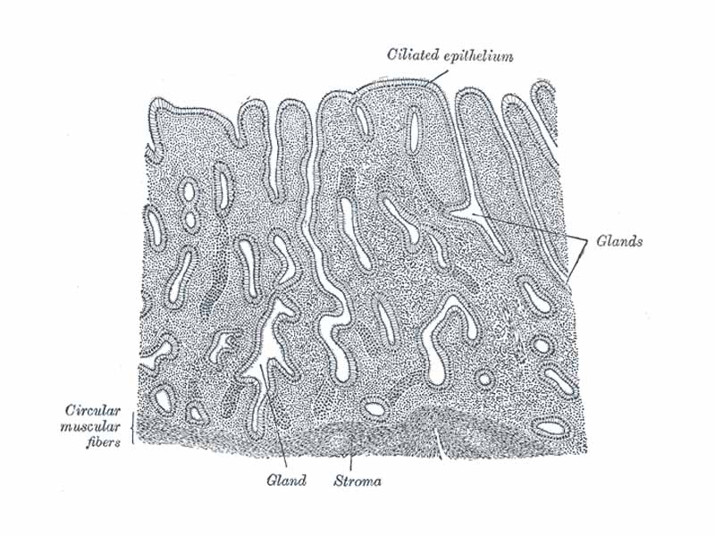 Vertical section of mucous membrane of human uterus.