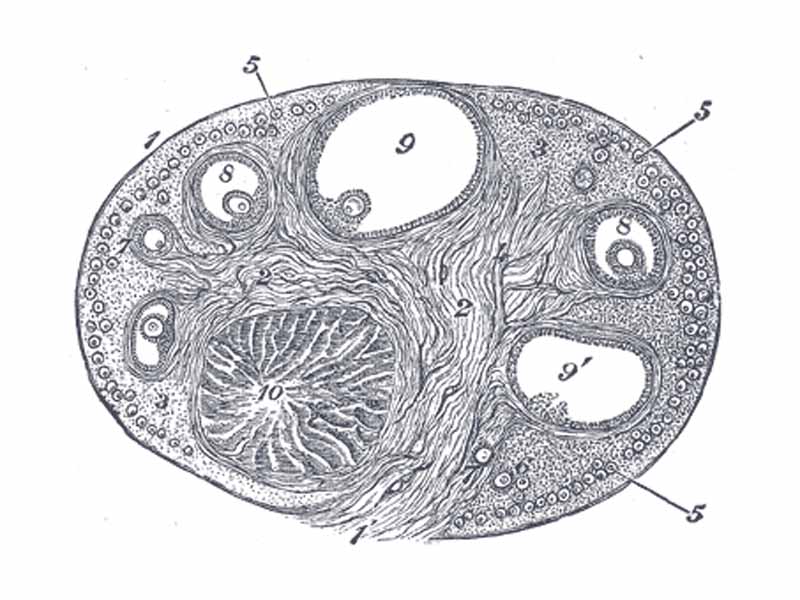 Section of the ovary. 1. Outer covering. 1’. Attached border. 2. Central stroma. 3. Peripheral stroma. 4. Bloodvessels. 5. Vesicular follicles in their earliest stage. 6, 7, 8. More advanced follicles. 9. An almost mature follicle. 9’. Follicle from which the ovum has escaped. 10. Corpus luteum.