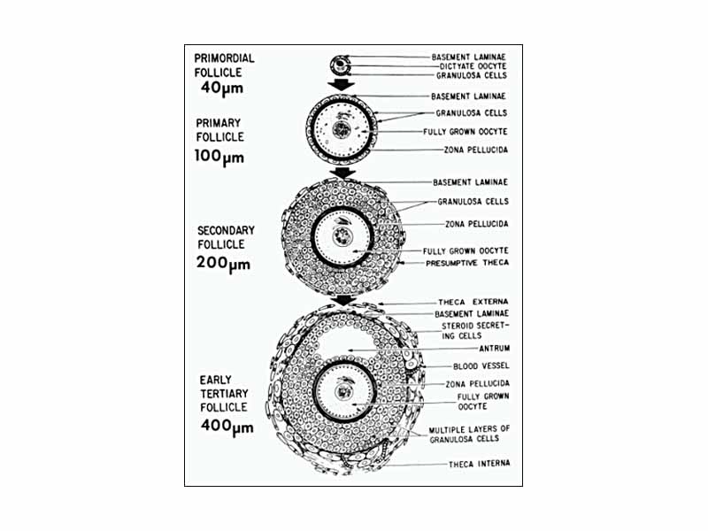 Early folliculogenesis from primordial to early tertiary.