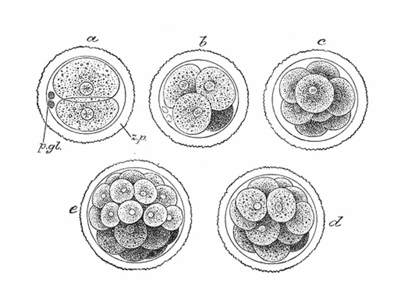 First stages of segmentation of a mammalian ovum.