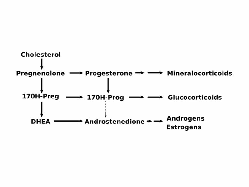 Progesterone is important for aldosterone (mineralocorticoid) synthesis, as 17-hydroxyprogesterone is for cortisol (glucocorticoid), and androstenedione for sex steroids.