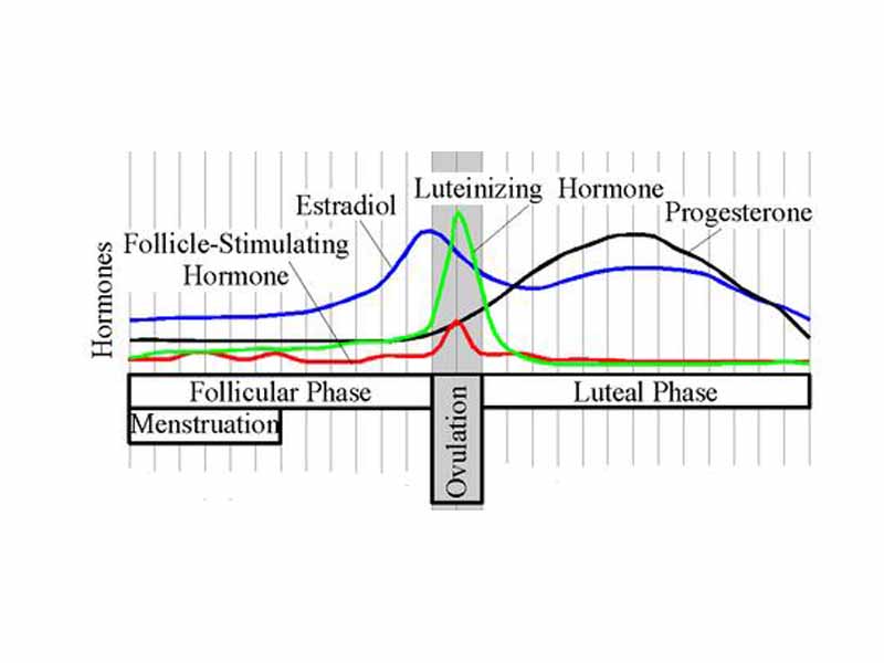 Hormone levels during the menstrual cycle