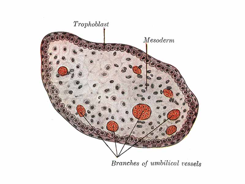 Transverse section of a chorionic villus.