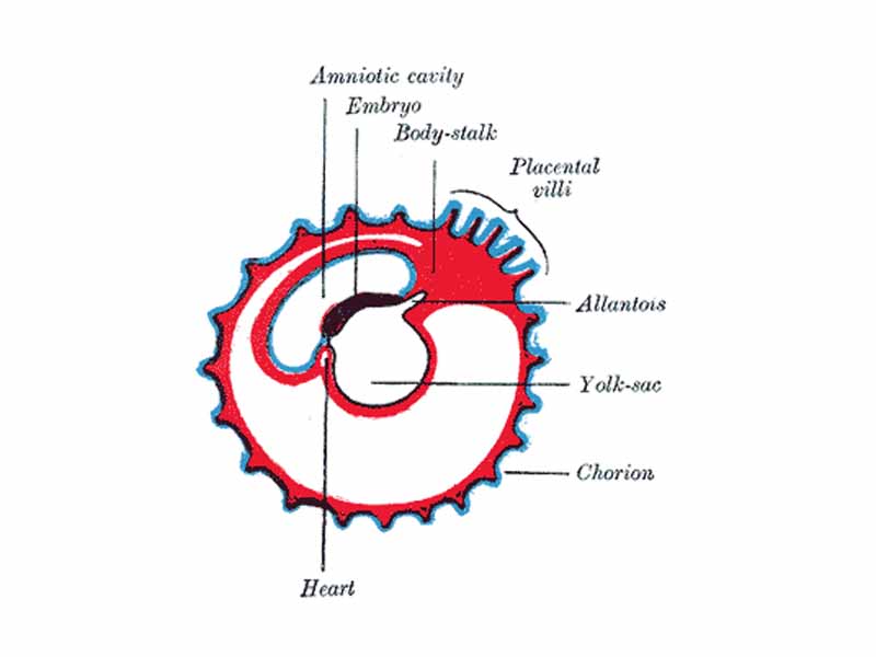 Diagram showing later stage of allantoic development with commencing constriction of the yolk-sac.