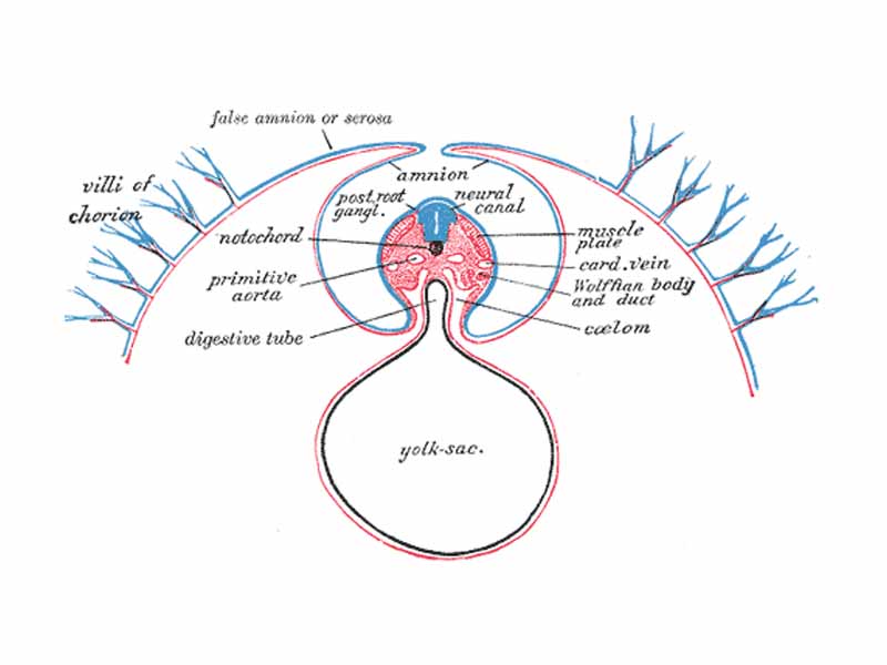 iagram of a transverse section, showing the mode of formation of the amnion in the chick. The amniotic folds have nearly united in the middle line. Ectoderm, blue; mesoderm, red; entoderm and notochord, black. (Villi of chorion labeled at upper left.)