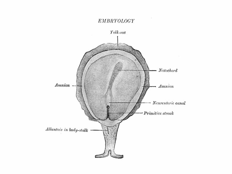 Surface view of embryo of Hylobates concolor.